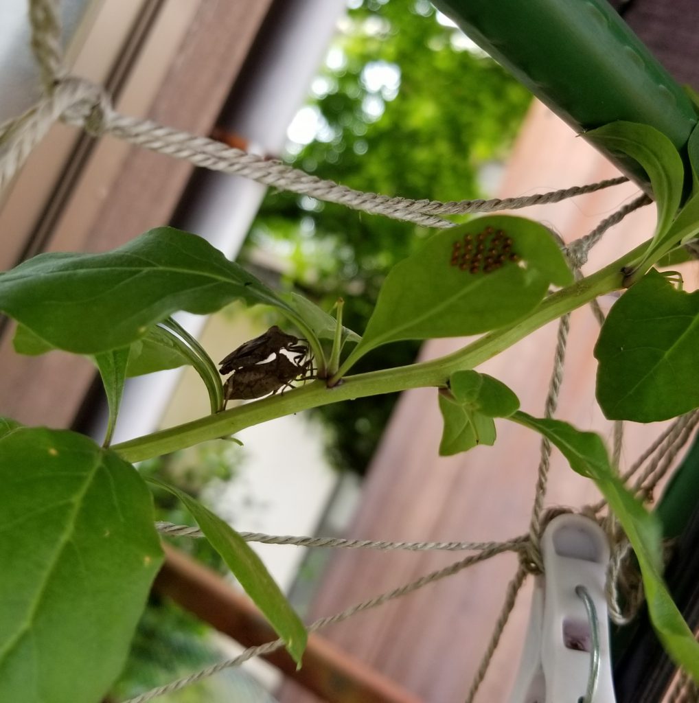 特別ひろう話 その4 カメムシ惨状 介護の情報チャンネル Caps Channel