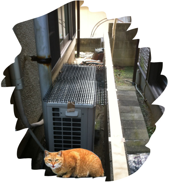 その２３ 犬のうんこ 猫のうんこ 介護の情報チャンネル Caps Channel