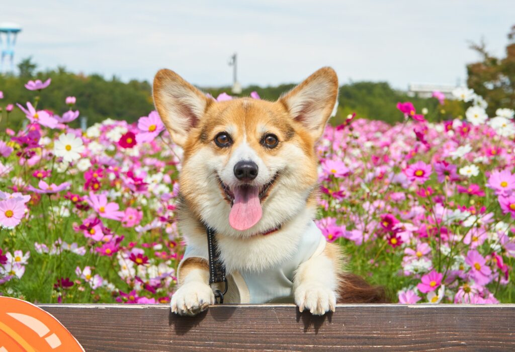 花畑で笑う犬